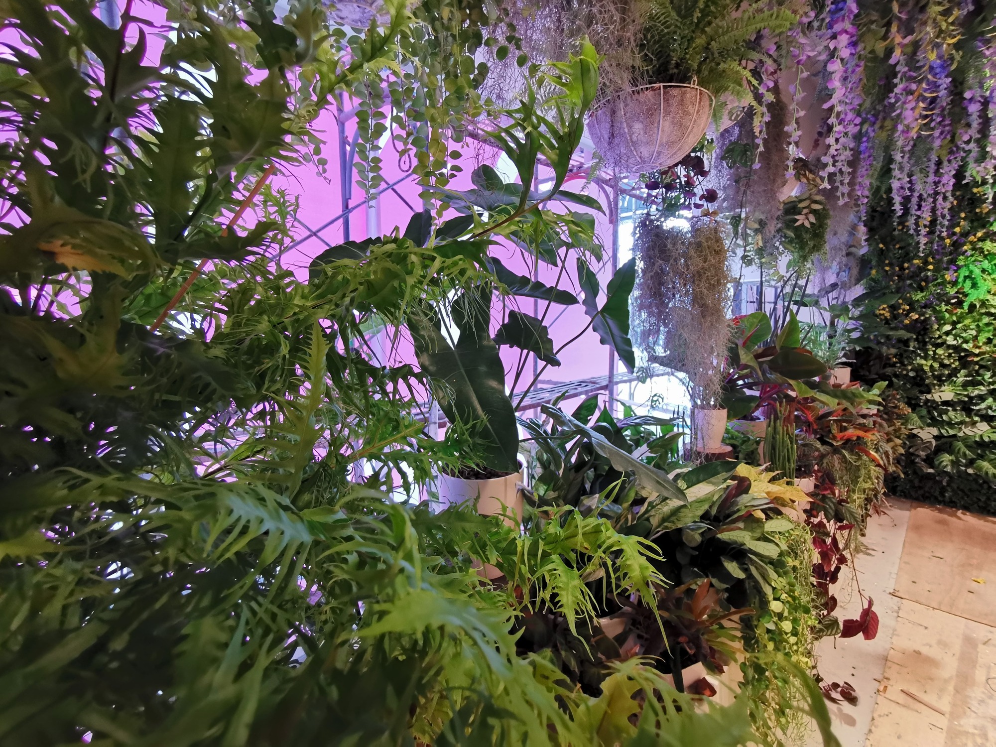 愛麗絲夢遊仙境佈置-聖保羅烘培花園
