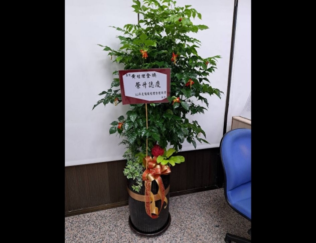 旺旺樹盆景