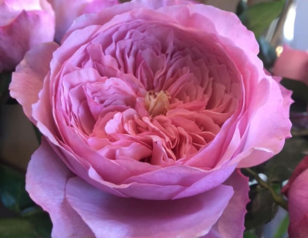 test花