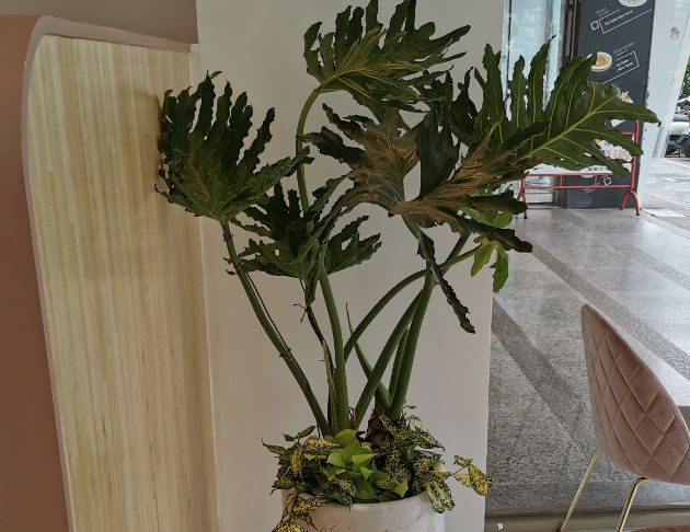 大天使蔓綠絨-