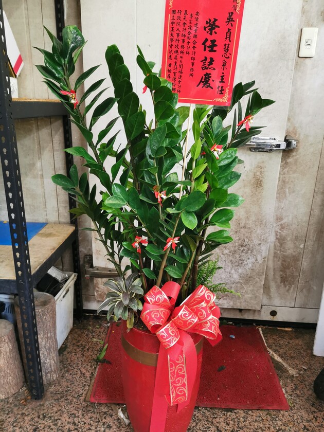 金錢樹盆景